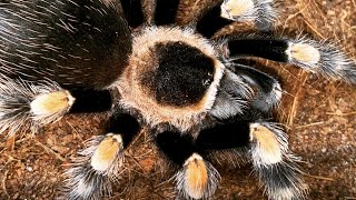 Tarantula Care  Mexican Red Knee Brachypelma hamorii Juvenile [upl. by Vaclava564]