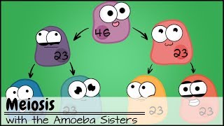 Meiosis Updated [upl. by Napas990]