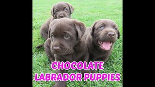 Chocolate Lab Puppies [upl. by Chew]