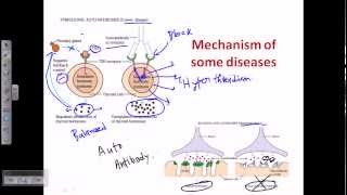 Autoimmunity self immunity [upl. by Orvas]