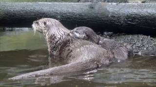 River otter Tucker learns how to swim [upl. by Trudi877]