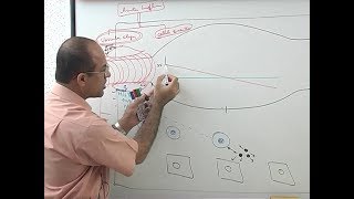 Inflammation  Vascular Events  Immunology  Dr Najeeb [upl. by Yrret]