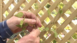 How to tie back and train climbing plants [upl. by Ettenwad552]