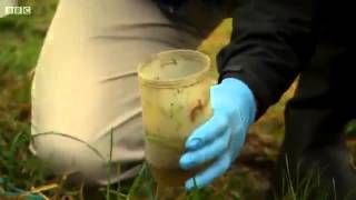 Great Crested Newts on Britains Big Wildlife Revival 2013 [upl. by Ardnatal]