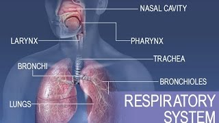 Anatomy and Physiology of Respiratory System [upl. by Fair]