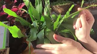 Orchid Cactus Growing Care And Propagation Part 1 [upl. by Roderich41]