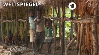 Wie das Geschäft mit dem Tabak Arbeitskräfte in Malawi vergiftet  Weltspiegel [upl. by Adnalram]