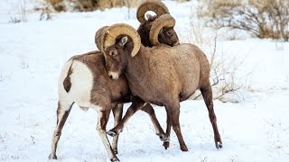 Bighorn Sheep Rut Behavior [upl. by Meryl355]