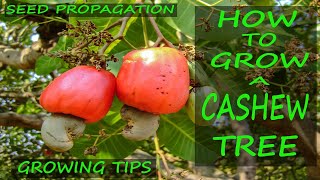 Cashew Tree Growing Tips  EASY Seed Propagation [upl. by Leahey]