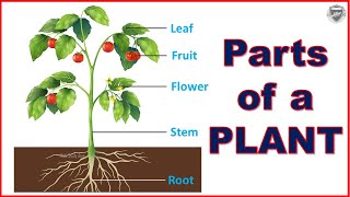 Parts of a plant [upl. by Templas491]