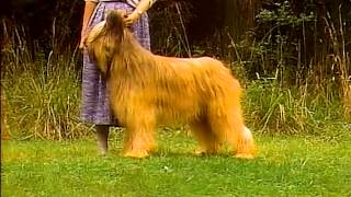 Briard  AKC Dog Breed Series [upl. by Htebirol]