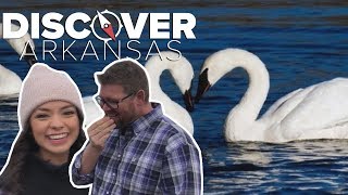 Feeding trumpeter swans in Heber Springs [upl. by Nie638]