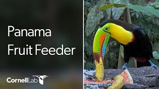 Panama Fruit Feeder Cam at Canopy Lodge  Cornell Lab [upl. by Erdnael651]