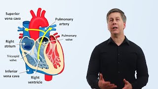 Système cardiovasculaire 2 [upl. by Eniamahs]