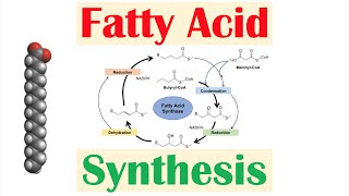 Fatty Acid Synthesis Pathway Overview Enzymes and Regulation [upl. by Etnuahs]