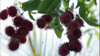 Conheça o rambutan fruta asiática que faz sucesso no norte do Brasil [upl. by Nairot]