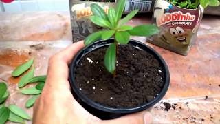 How to Grow Azaleas From Cuttings [upl. by Nikoletta]