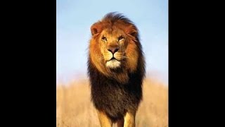 Les lions Africain Documentaire Animalier i [upl. by Anitnahs427]