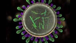 Science Today Virus Mutation  California Academy of Sciences [upl. by Anhej]