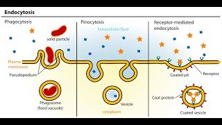 Endocytosis And Exocytosis Animation  Full HD 1080p [upl. by Stover]