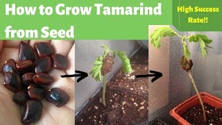 How to Grow Tamarind from Seed Germinating Tamarind Seeds [upl. by Cirtemed]