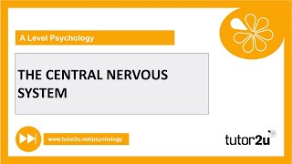 Central Nervous System  Biopsychology  AQA A Level Psychology [upl. by Enilekaj531]