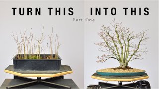 Turn Japanese Maple Seedlings into a Clump Style Bonsai Part 1  BonsaiU [upl. by Deehahs]