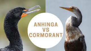 Anhinga vs Cormorant  Anhinga or Cormorant  Snakebird [upl. by Eelesor756]