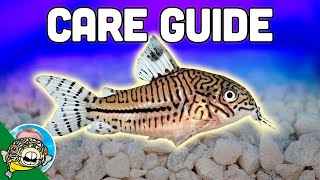 Cory Catfish Care Guide  Aquarium CoOp [upl. by Behnken]