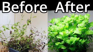 How To Restore A Mint Plant [upl. by Ainig]