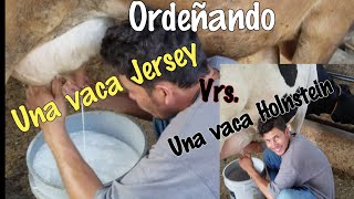 Ordeñando una vaca Holnstein y una vaca Jersey [upl. by Aihsekel320]