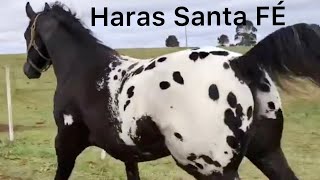 Incredible Appaloosa Horses From Haras Santa Fe [upl. by Diarmit]