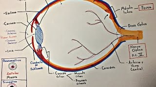 Ojo Anatomía y generalidades [upl. by Ardekan]