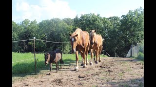 Paddock Paradise Horse Track System [upl. by Ahseket]