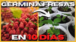 🍓 Como GERMINAR Semillas de FRESA FACIL y RAPIDO 🥇 [upl. by Kolk]