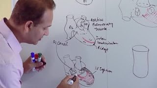 Circulatory system of frog [upl. by Olethea]