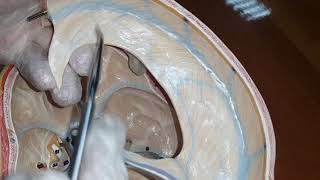 Anatomy  Meninges amp Dural Venous Sinus  Lab demo  Dr Yusuf [upl. by Garbe]