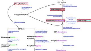 Lipid Biosynthesis  Phospholipid Synthesis 2 Cholines Serines amp Ethanolamines [upl. by Eseekram]