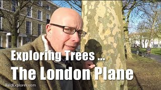 Exploring Trees The London Plane [upl. by Llorrad]