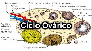 Ciclo Ovárico  Documental de Embriología [upl. by Yorker160]