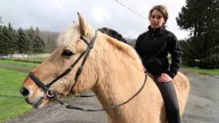 Be kind to your horse Norwegian Fjord horse using bitless review [upl. by Einner130]