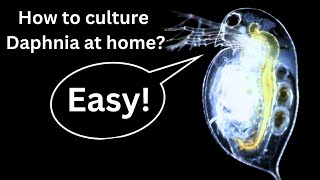 BEST Live Fish Food Beginner guide How to Culture Daphnia at home [upl. by Leftwich]