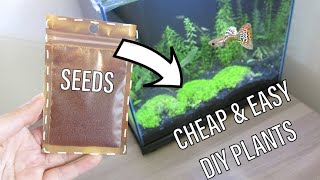 How to Grow Seeds for your Aquarium with NO Dry Start in Tank  NO Heat Easy Setup [upl. by Kela996]