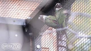 Rare Parrots Hatch at Chester Zoo [upl. by Nonie]