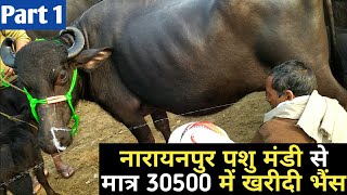 Purchased a buffalo from Narayanpur Mandi 30500 नरायनपुर पशु मंडी से 30500 में खरीदी भैंस  Part1 [upl. by Drhacir]