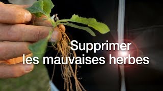 Tutoriels pelouse  9  Comment supprimer les mauvaises herbes [upl. by Eugene]