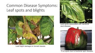 Introduction to Plant Pathogens [upl. by Hau]