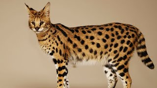 5 RAREST CAT BREEDS IN THE WORLD [upl. by Beitnes372]