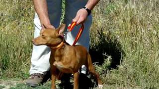 podenco andaluz de santo cristo [upl. by Aimil]