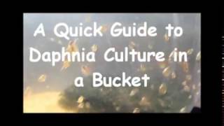 How to culture daphnia outside [upl. by Namruht]